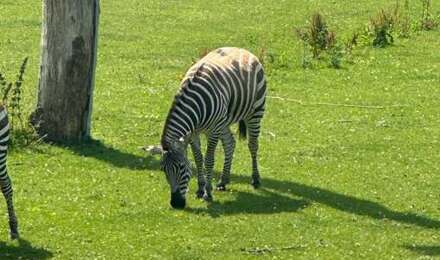 Marwell 3