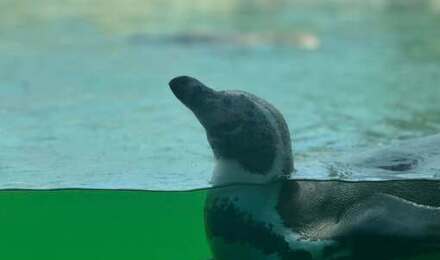 Marwell 4