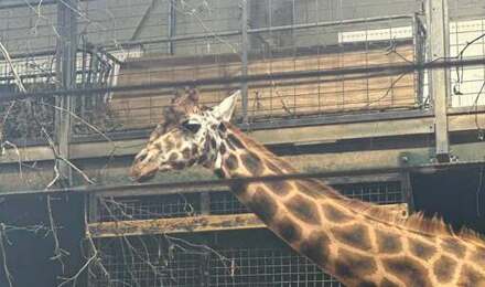 Marwell 5