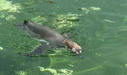 Marwell 6