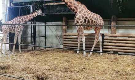 Marwell 9