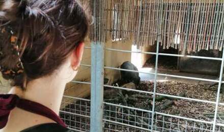 Marwell 11